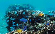 環境生態学科カリキュラム：サンゴ礁生態学